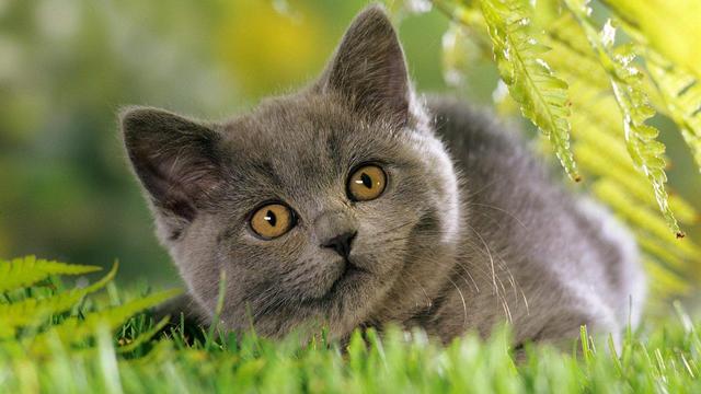 萌宠图集：可爱高贵的小猫咪