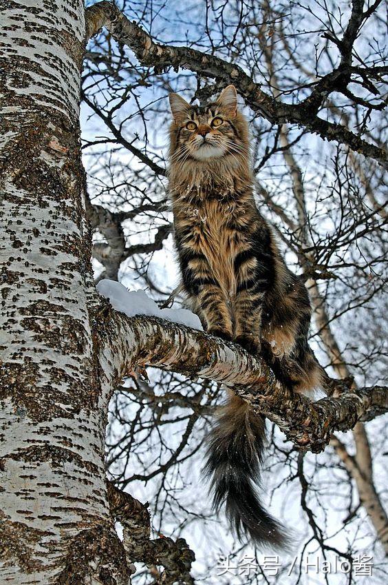 毛茸茸又不怕人！5个爱上“挪威森林猫”的理由～就算不爱猫咪的人也会心动想养啊！