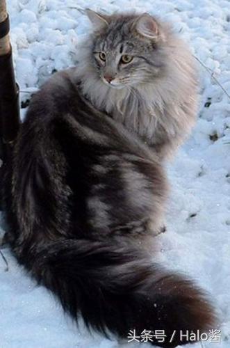 毛茸茸又不怕人！5个爱上“挪威森林猫”的理由～就算不爱猫咪的人也会心动想养啊！