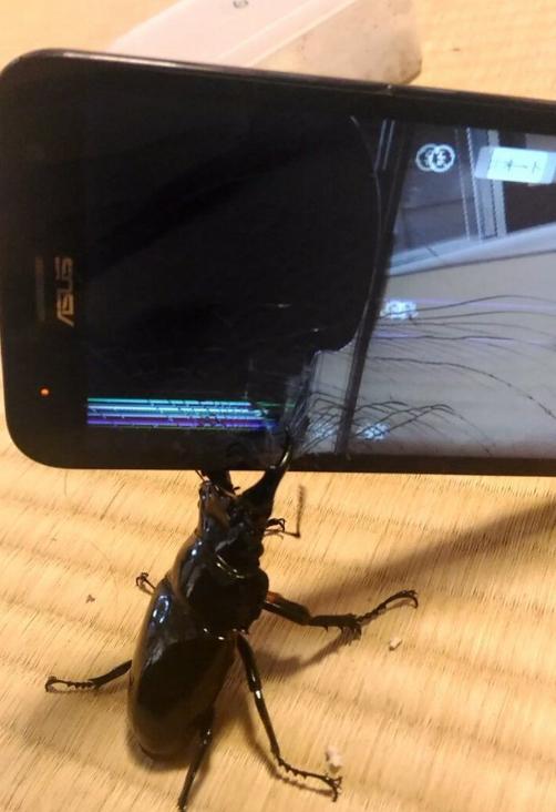 日本网友将锹形虫和手机进行对决，不料手机屏幕惨遭夹爆！