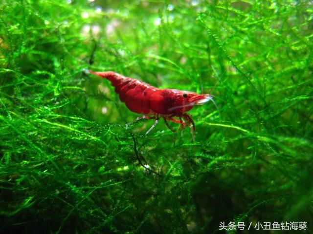 水草缸观赏虾入门必备的樱花虾