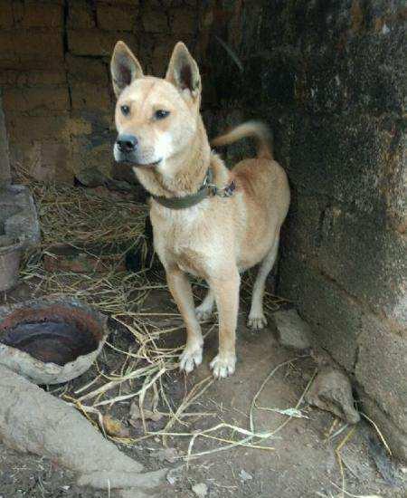 中华田园犬也有这么多分类完全不输名贵犬