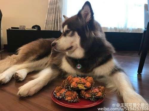 王思聪爱犬又在“炫耀”，网友：你在吃螃蟹，真是辣眼睛