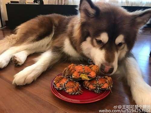 王思聪爱犬又在“炫耀”，网友：你在吃螃蟹，真是辣眼睛