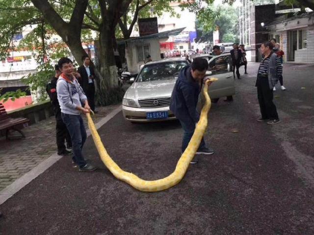重庆现4米长罕见黄金蟒，一个人抬不起！