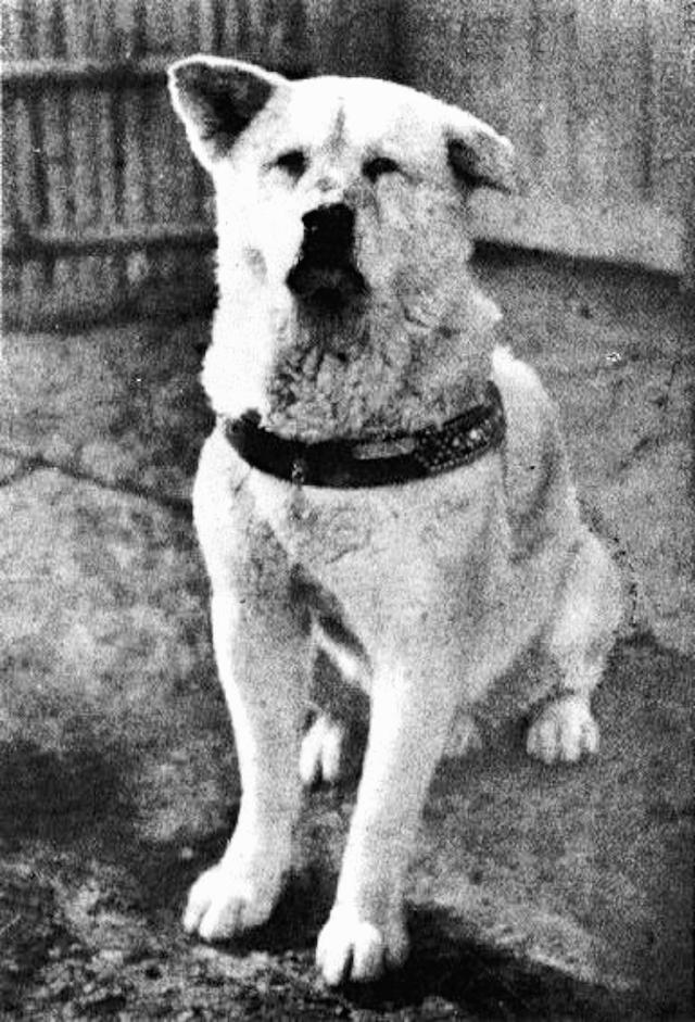 大名鼎鼎的日本秋田犬 真实的八公照片