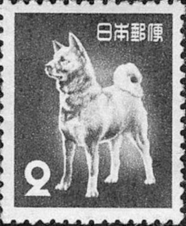 大名鼎鼎的日本秋田犬 真实的八公照片
