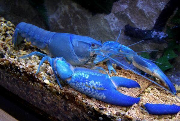 地球上3大蓝魔虾的变种，第一观赏价值高，第二十分好斗