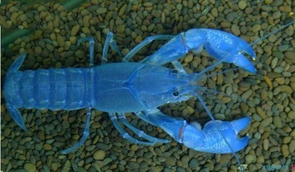 地球上3大蓝魔虾的变种，第一观赏价值高，第二十分好斗
