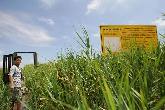 在崇明东滩湿地，除了东方白鹳、招潮蟹和芦苇外，就是科研工作者