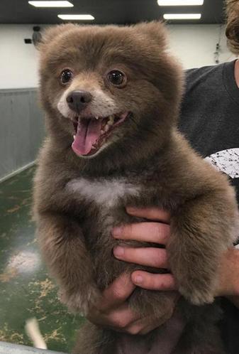 有人把一头“熊”送到了他们的宠物店，店员发文引网友争论不休