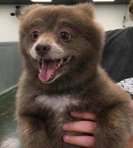 有人把一头“熊”送到了他们的宠物店，店员发文引网友争论不休
