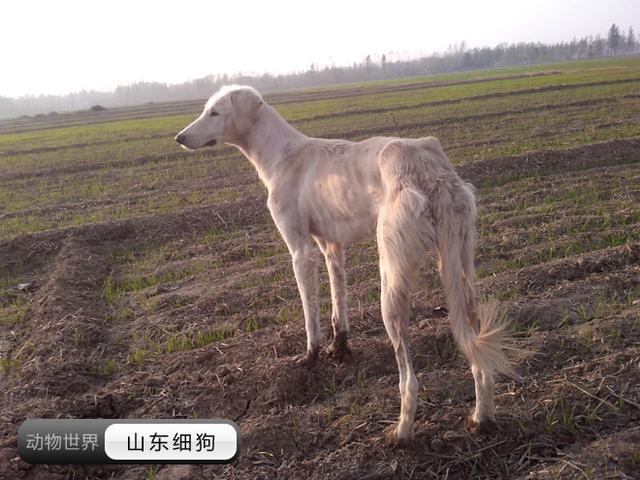 中国亟待拯救的本土犬种