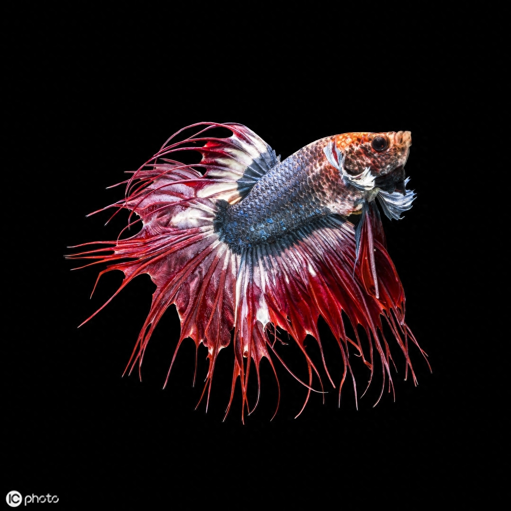 五彩搏鱼（Betta splendens (Regan, 1910)）（暹罗斗鱼）