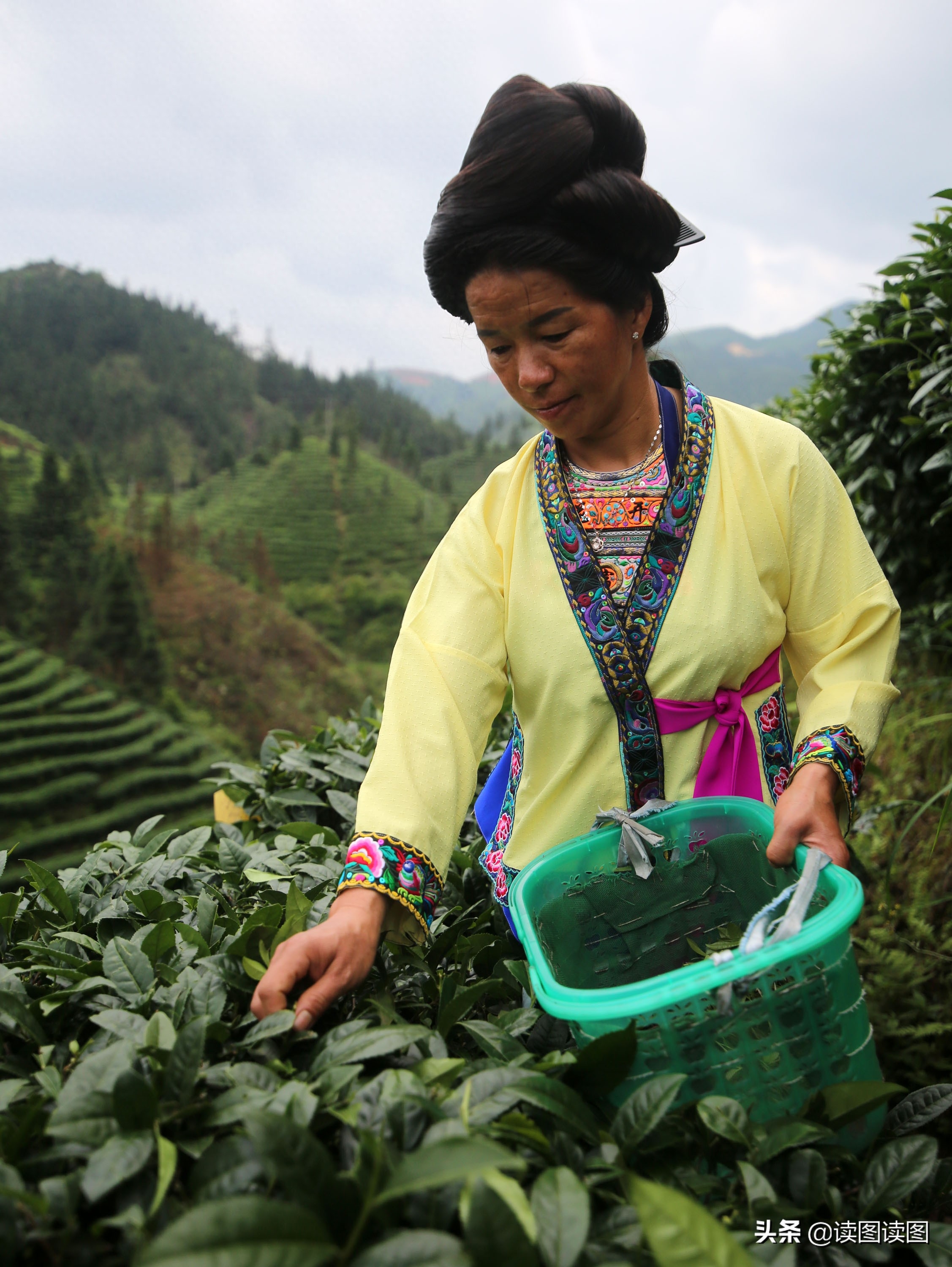 苗家女采夏茶