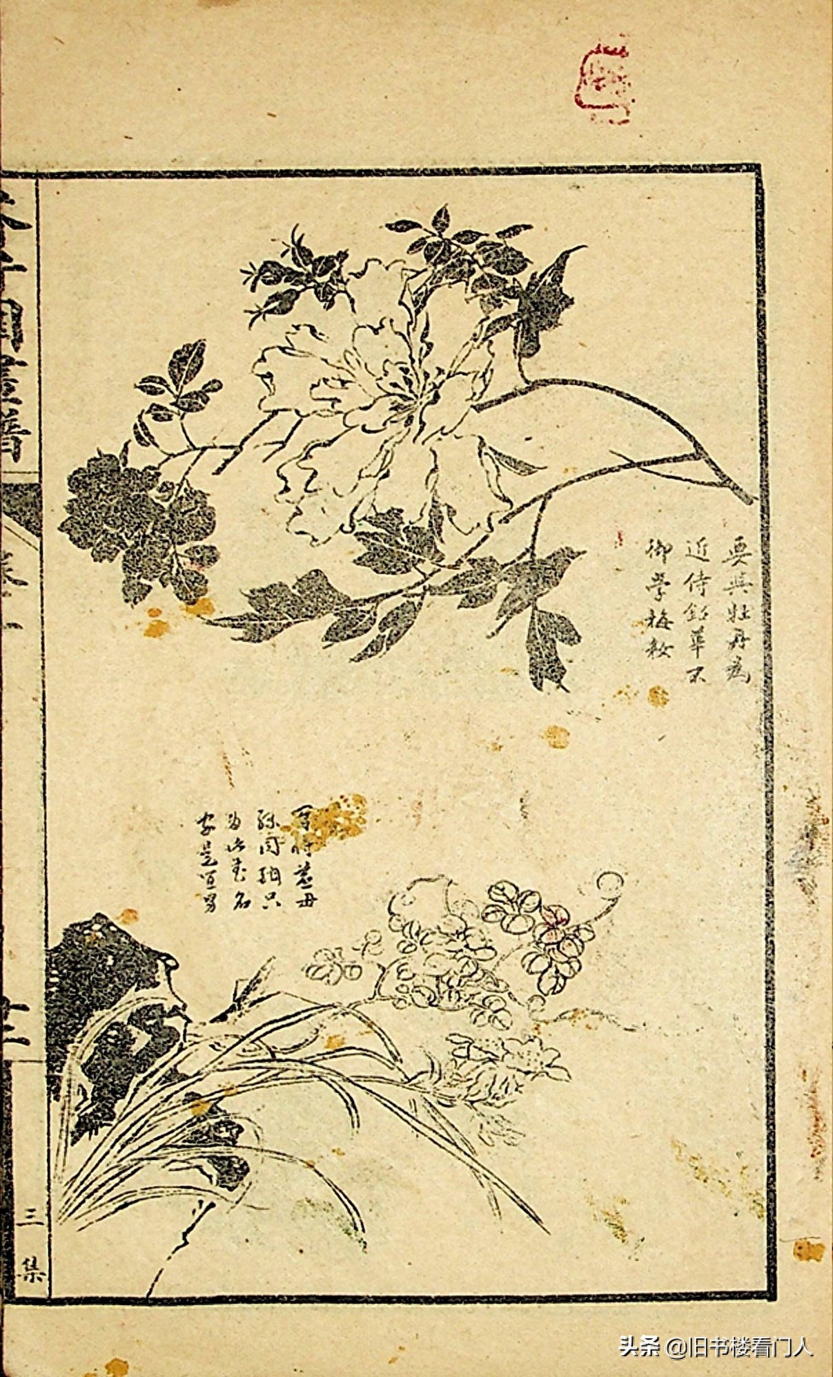 艺术类学画必修之书－《芥子园画谱·草虫花卉谱》