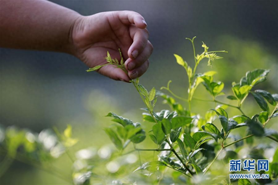 湖南张家界：“长寿藤茶”秋茶采摘忙