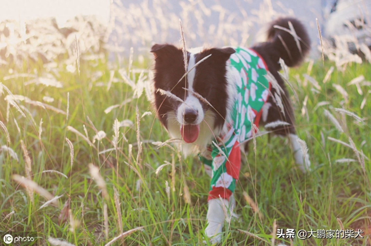 狗狗届的IQ大佬，边境牧羊犬