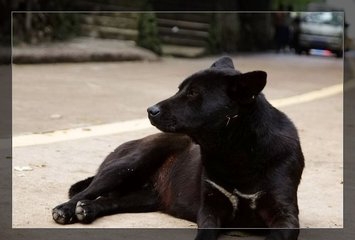 这些中国最出色的犬种，20元一只！却因品种不纯，如今快绝迹了