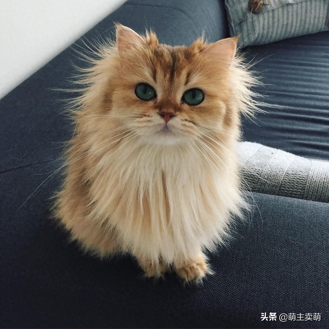 波斯猫一身蓬松的长毛真漂亮