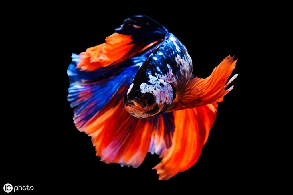 五彩搏鱼（Betta splendens (Regan, 1910)）（暹罗斗鱼）