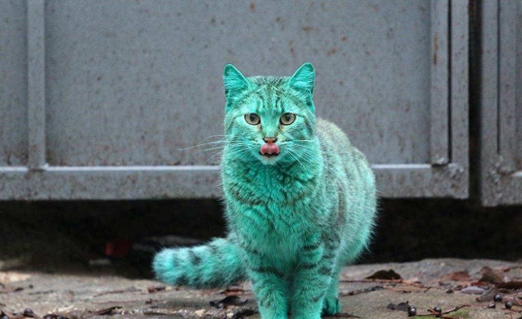 外国出现荧光绿色的猫，颜色一天比一天深，晚上“自带灯光”