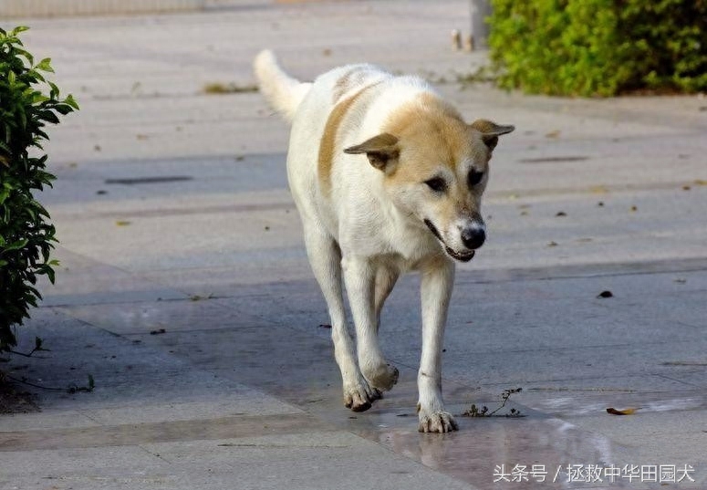 花样中华田园犬，原来土狗也可以这么花哨！