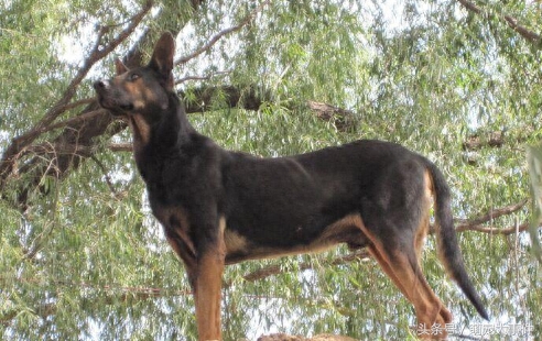 十大来自我大中华纯种田园犬，现在已经很少见