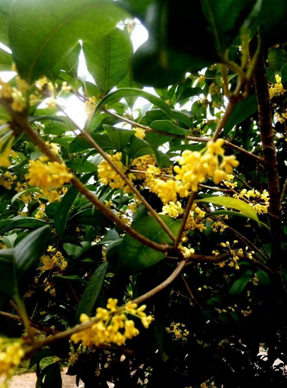 八月桂花遍地开，农村小屁孩给你泡杯桂花茶