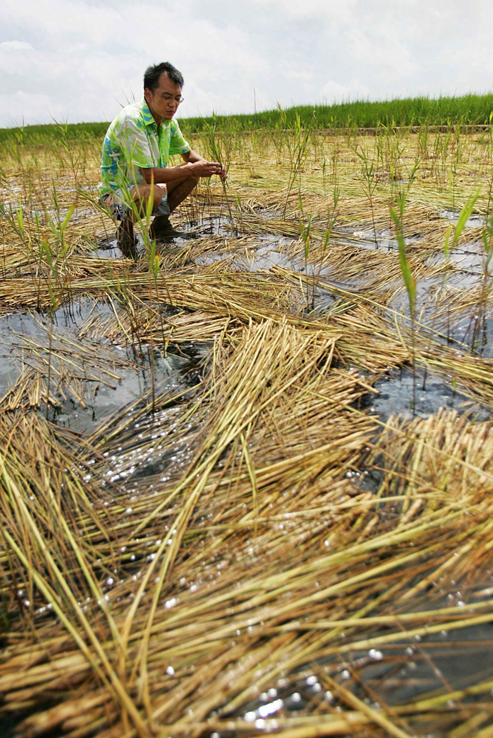 在崇明东滩湿地，除了东方白鹳、招潮蟹和芦苇外，就是科研工作者