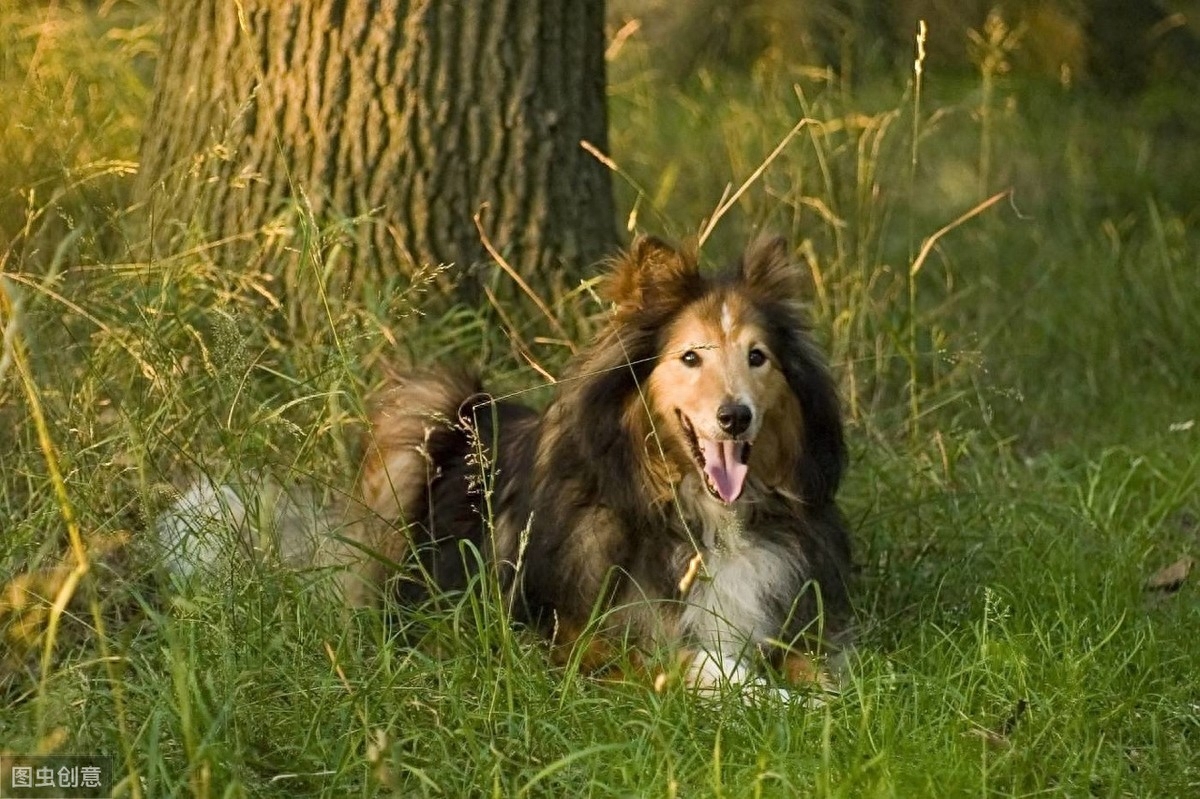 都知道牧羊犬聪明，这8种牧羊犬，是个中翘楚