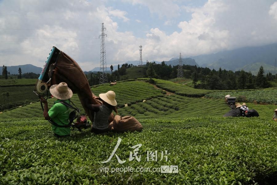 湖北鹤峰：秋茶采摘正当时