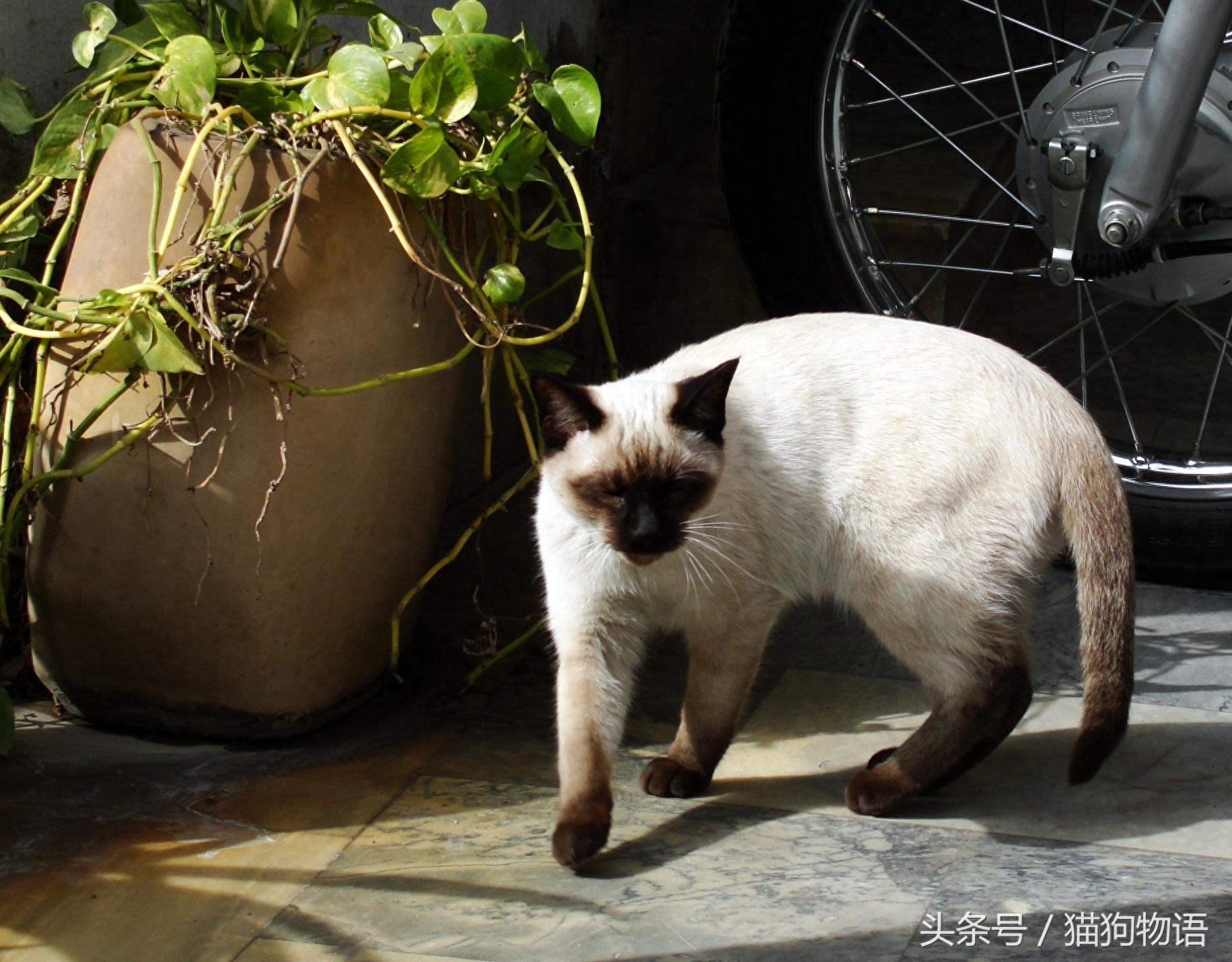 短毛猫的代表品种：暹罗猫，长得像矿工