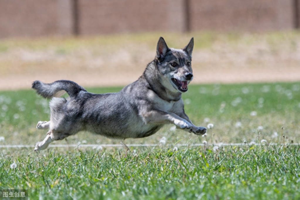 瑞典牧羊犬，明明是纯种犬，看起来却像柯基和狼犬混种